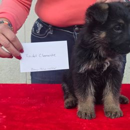 Blue collar - Black and tan male German Shepherd puppy in Berry, Alabama from Whisper Gray
