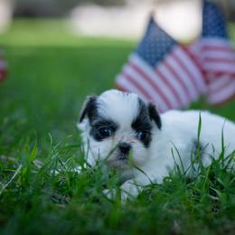 Vesper - Liver and white female Shih Tzu puppy in Montrose, Colorado from Nana's Happy Pups