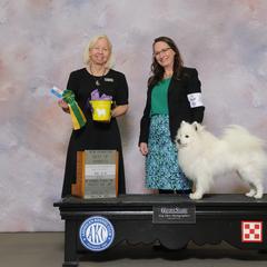 Indy - American Eskimo Dog