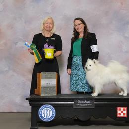 Indy - American Eskimo Dog