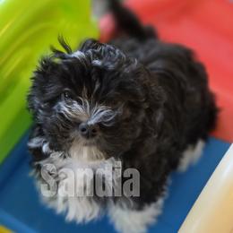 Havanese puppies from Sandia