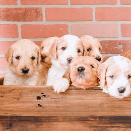 Aussiedoodles, Goldendoodles, and Saint Berdoodles from Pasatiempo Ranch