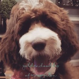 Goldendoodles from Goldendoodles of Morganton