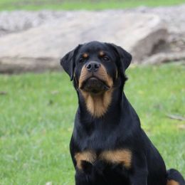 Rottweiler Puppies from Central Valley Rottweilers