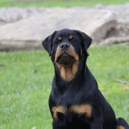 Rottweiler Puppies from Central Valley Rottweilers