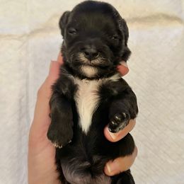 Female 1 - Black female Havapoo puppy in Brooksville, Florida from Kruger Doodles