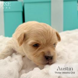 Austin - Tan male Morkie puppy in Scottsdale, Arizona from Lil Luxe Pups