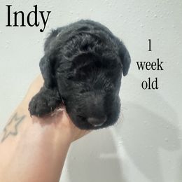 Indy - Black female Goldendoodle puppy in St. Louis, Illinois from Ashly Miller
