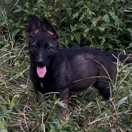 Sonja - Sable female German Shepherd puppy in London, Kentucky from Kentucky Bluegrass Wirehair Dachshunds