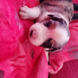 Miniature American Shepherd Puppies from Marquise Miniature American Shepherd