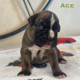 Ace - Fawn male Boxer puppy in Cicero, New York from MK Boxer Haven of CNY