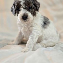 Scout - Merle female Bernedoodle puppy in Blanco, Texas from Texas Hill Country Sheepadoodles & Bernedoodles