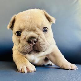 Lemon Loaf - Fawn and white female French Bulldog puppy in Edmonds, Washington from Matra French Bulldogs