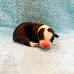 Dodge - Black and tan male American Corgi puppy in Pahrump, Nevada from Desert Sunset Corgis