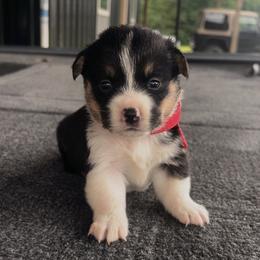 Red Collar - Black and tan male Pembroke Welsh Corgi puppy in Boaz, Alabama from Brumblow’s Kennel