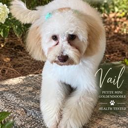 Vail - Goldendoodle