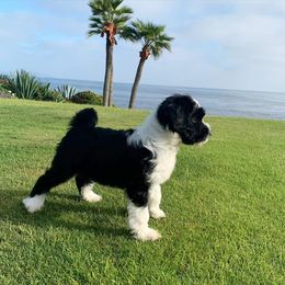 Tibetan Terrier Puppies from Zara Tibetan Terriers