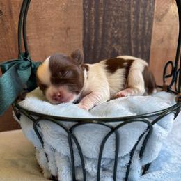 Versace - Chocolate, tan and white male Yorkshire Terrier puppy in Howe, Oklahoma from Ray Holder