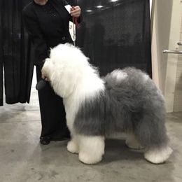 Dizzy - Old English Sheepdog