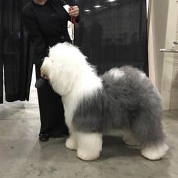 Dizzy - Old English Sheepdog