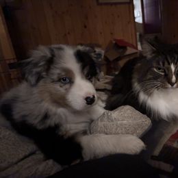 Australian Shepherd Puppies from Shelter Cove Aussies