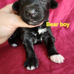Boy 2 - Black and white male Portuguese Water Dog puppy in Narvon, Pennsylvania from Prized Family Porties