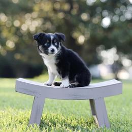 Mocha - Black tri female Miniature Australian Shepherd puppy in White Oak, Texas from Triple Lake Ranch Miniature Australian Shepherds