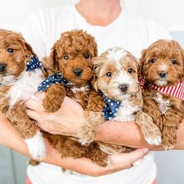 Goldendoodle Puppies from First Coast Goldendoodles