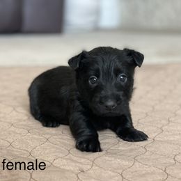 Girl 2 - Scottish Terrier puppy in Raymore, Missouri from Heart of America Scotties