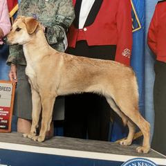 Chinook All Grown Up from Forever Greene Chinooks