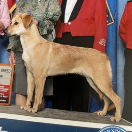 Chinook All Grown Up from Forever Greene Chinooks