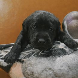 Labrador Retriever puppies from AAA Ranch