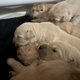 Teal - Light golden female Golden Retriever puppy in Van Alstyne, Texas from Grace N Goldens