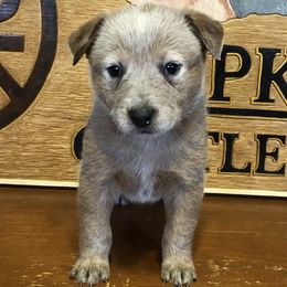 L61-03 - Red speckled male Australian Cattle Dog puppy in Sheridan, Oregon from 6pk Cattledogs
