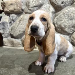 Bella - Red and white female Basset Hound puppy in Manorville, New York from Lil Family Farm