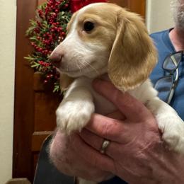 Girl 1 - Piebald female Dachshund puppy in Green Forest, Arkansas from FurEveritts Dachshunds