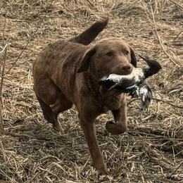 Nova - Chesapeake Bay Retriever