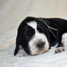 Beethoven - Black and white male English Springer Spaniel puppy in Chapmansboro, Tennessee from Balthrop Bend Farms