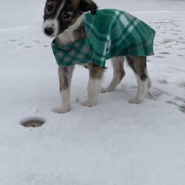 Silken Windhound Puppies from Regalant Silken Windhounds