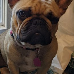 French Bulldogs from Suellen's Frenchie Source