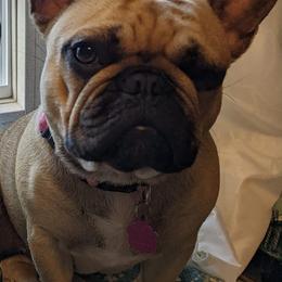 French Bulldogs from Suellen's Frenchie Source