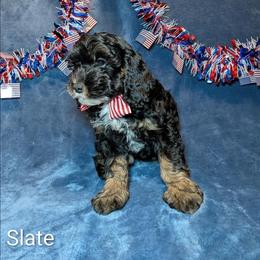 Slate - Black and white male Cockapoo puppy in Sunset, Louisiana from Cano Cockapoos