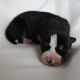 Rhea - Black and white female Siberian Husky puppy in Wiscasset, Maine from Running with Huskies