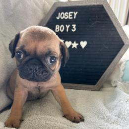 Boy 3 - Fawn male Pug puppy in Norborne, Missouri from Pug Palace