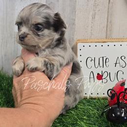 High Roller - Blue merle male Chihuahua puppy in Bowdon, Georgia from Paschal's Pups
