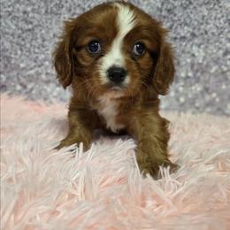 Demeter - Ruby female Cavalier King Charles Spaniel puppy in Neosho, Missouri from Pups on the Ridge