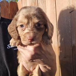 Mocha's dapple 1 - Dapple female Dachshund puppy in Lyle, Washington from Wines Wienery