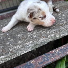 Boy 3 - red merle tri - Red merle male Border Collie puppy in Minden, Iowa from Rocking N Registered Border Collies & Labradors