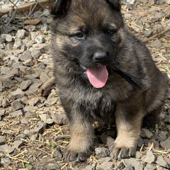 German Shepherd Puppies from StoneWall