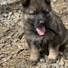 German Shepherd Puppies from StoneWall